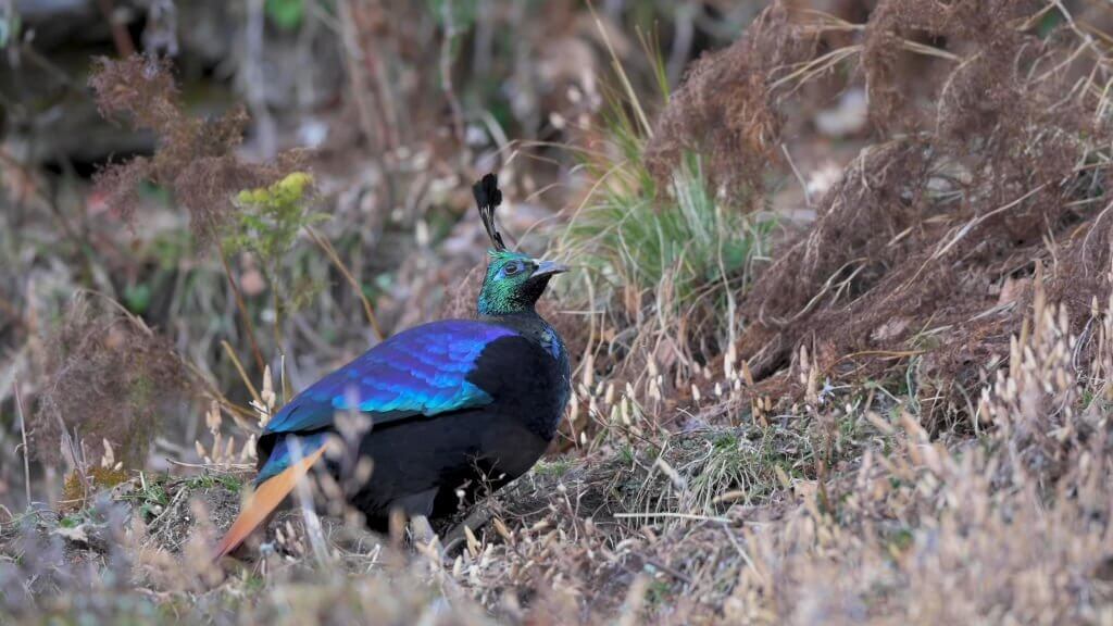 Lophophorus the national bird of Nepal