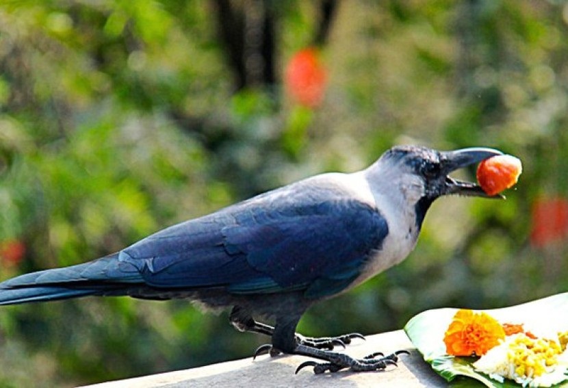 crow tihar ( kaag Tihar)